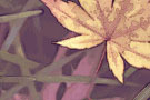 fallen_leaves