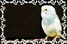 white_parakeet