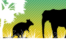 animal_color_world